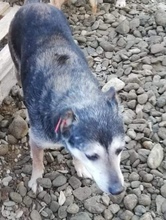 KESSY, Hund, Mischlingshund in Rumänien - Bild 4
