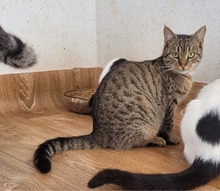 LEON, Katze, Europäisch Kurzhaar in Bulgarien - Bild 1