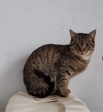 LEON, Katze, Europäisch Kurzhaar in Bulgarien - Bild 10