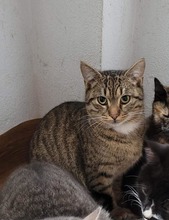 LEON, Katze, Europäisch Kurzhaar in Bulgarien - Bild 2