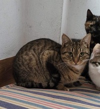 LEON, Katze, Europäisch Kurzhaar in Bulgarien - Bild 4