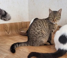 LEON, Katze, Europäisch Kurzhaar in Bulgarien - Bild 6