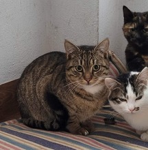 LEON, Katze, Europäisch Kurzhaar in Bulgarien - Bild 8