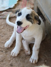 CHAD, Hund, Mischlingshund in Griechenland - Bild 8