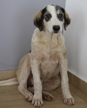 TRISTAN, Hund, Mischlingshund in Griechenland - Bild 3