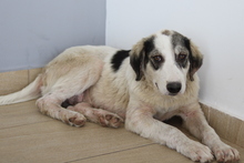 TRISTAN, Hund, Mischlingshund in Griechenland - Bild 6