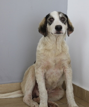 TRISTAN, Hund, Mischlingshund in Griechenland - Bild 8