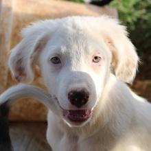 TROYO, Hund, Mischlingshund in Griechenland - Bild 1