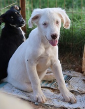 TROYO, Hund, Mischlingshund in Griechenland - Bild 12