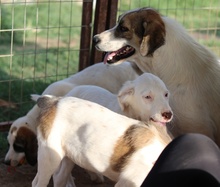 TROYO, Hund, Mischlingshund in Griechenland - Bild 13