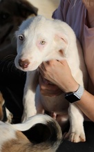 TROYO, Hund, Mischlingshund in Griechenland - Bild 14