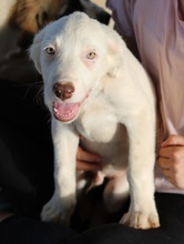TROYO, Hund, Mischlingshund in Griechenland - Bild 16