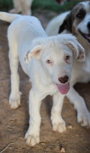 TROYO, Hund, Mischlingshund in Griechenland - Bild 17