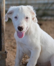TROYO, Hund, Mischlingshund in Griechenland - Bild 19