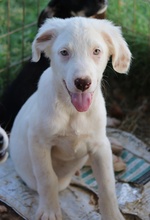 TROYO, Hund, Mischlingshund in Griechenland - Bild 8