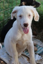 TROYO, Hund, Mischlingshund in Griechenland - Bild 9
