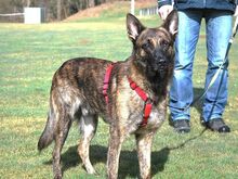 KRICKET, Hund, Hollandse Herder-Schäferhund-Mix in Aschheim - Bild 1