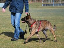 KRICKET, Hund, Hollandse Herder-Schäferhund-Mix in Aschheim - Bild 10