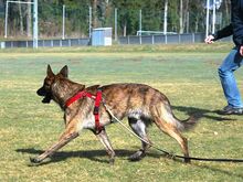 KRICKET, Hund, Hollandse Herder-Schäferhund-Mix in Aschheim - Bild 11