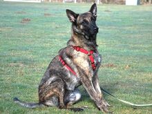 KRICKET, Hund, Hollandse Herder-Schäferhund-Mix in Aschheim - Bild 14