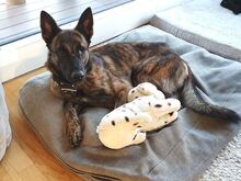KRICKET, Hund, Hollandse Herder-Schäferhund-Mix in Aschheim - Bild 16