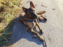 KRICKET, Hund, Hollandse Herder-Schäferhund-Mix in Aschheim - Bild 17