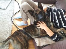 KRICKET, Hund, Hollandse Herder-Schäferhund-Mix in Aschheim - Bild 20