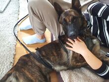 KRICKET, Hund, Hollandse Herder-Schäferhund-Mix in Aschheim - Bild 21