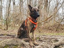 KRICKET, Hund, Hollandse Herder-Schäferhund-Mix in Aschheim - Bild 23