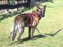 KRICKET, Hund, Hollandse Herder-Schäferhund-Mix in Aschheim - Bild 3