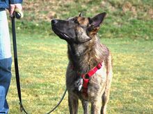 KRICKET, Hund, Hollandse Herder-Schäferhund-Mix in Aschheim - Bild 4