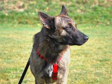 KRICKET, Hund, Hollandse Herder-Schäferhund-Mix in Aschheim - Bild 5