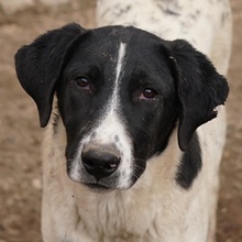 FOYALA, Hund, Mischlingshund in Griechenland - Bild 1