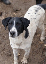 FOYALA, Hund, Mischlingshund in Griechenland - Bild 10