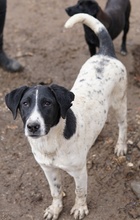 FOYALA, Hund, Mischlingshund in Griechenland - Bild 12