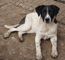 FOYALA, Hund, Mischlingshund in Griechenland - Bild 13