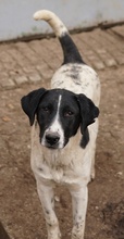 FOYALA, Hund, Mischlingshund in Griechenland - Bild 14