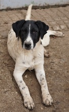 FOYALA, Hund, Mischlingshund in Griechenland - Bild 15