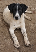 FOYALA, Hund, Mischlingshund in Griechenland - Bild 16