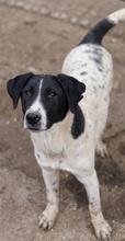 FOYALA, Hund, Mischlingshund in Griechenland - Bild 2