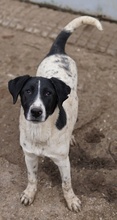 FOYALA, Hund, Mischlingshund in Griechenland - Bild 3