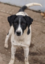 FOYALA, Hund, Mischlingshund in Griechenland - Bild 4