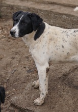 FOYALA, Hund, Mischlingshund in Griechenland - Bild 5