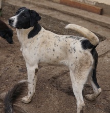 FOYALA, Hund, Mischlingshund in Griechenland - Bild 6