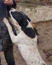 FOYALA, Hund, Mischlingshund in Griechenland - Bild 7