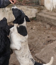 FOYALA, Hund, Mischlingshund in Griechenland - Bild 8