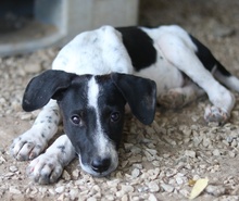 JANITA, Hund, Mischlingshund in Griechenland - Bild 10