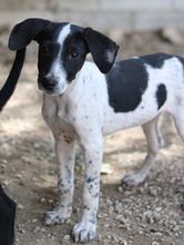 JANITA, Hund, Mischlingshund in Griechenland - Bild 13