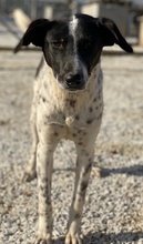 JANITA, Hund, Mischlingshund in Griechenland - Bild 5