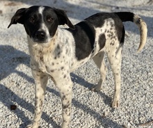 JANITA, Hund, Mischlingshund in Griechenland - Bild 6